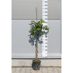 NARANCSFA 10 L- CITRUS SINENSIS