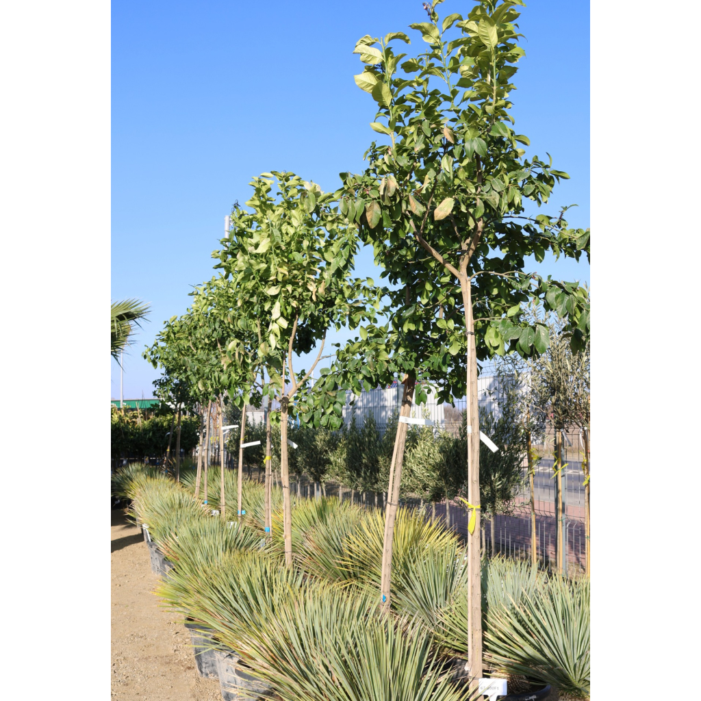 CITROM MAGASTÖRZSŰ 25L- CITRUS LIMON