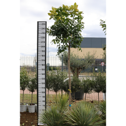 CITROM MAGASTÖRZSŰ 25L- CITRUS LIMON