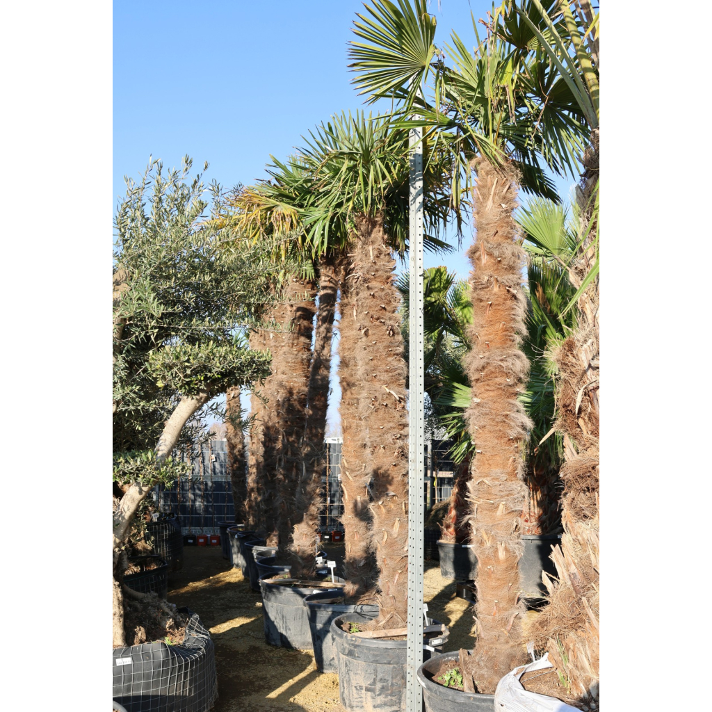 KÍNAI KENDERPÁLMA 180L- TRACHYCARPUS FORTUNEI