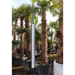 KÍNAI KENDERPÁLMA 180L- TRACHYCARPUS FORTUNEI