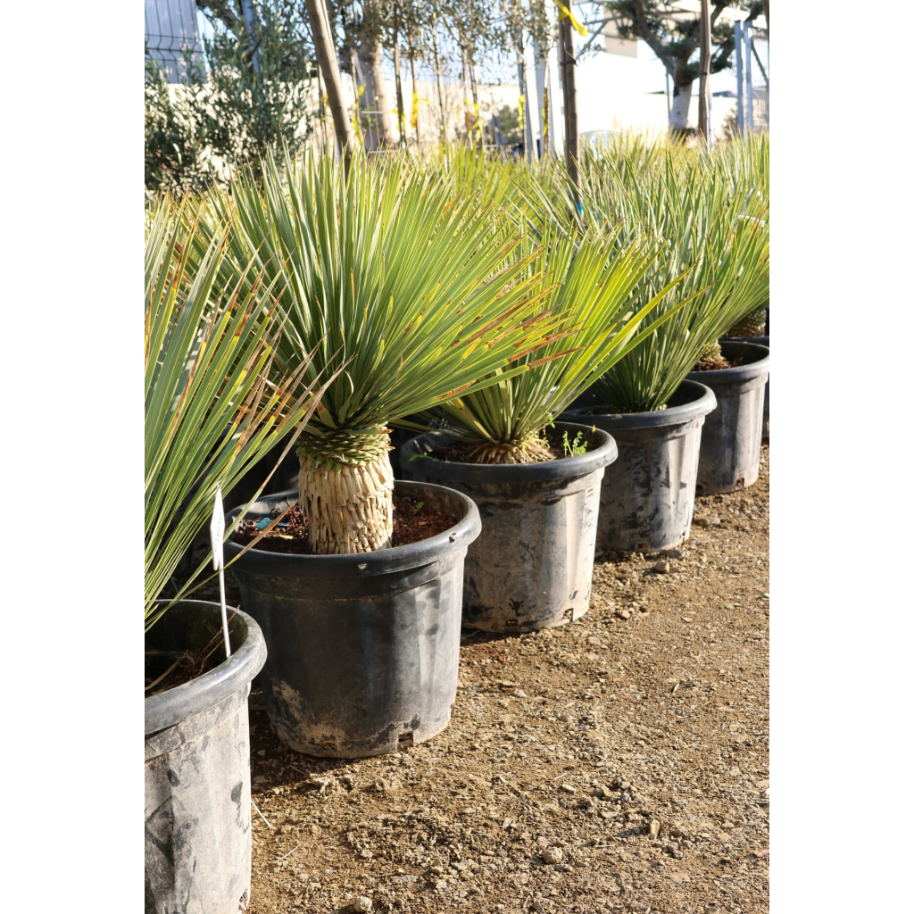 TÉLÁLLÓ PÁLMALILIOM- YUCCA ROSTRATA 35L