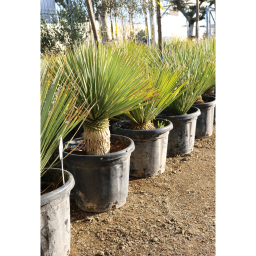 TÉLÁLLÓ PÁLMALILIOM- YUCCA ROSTRATA 35L