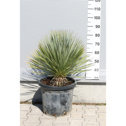 TÉLÁLLÓ PÁLMALILIOM- YUCCA ROSTRATA 35L