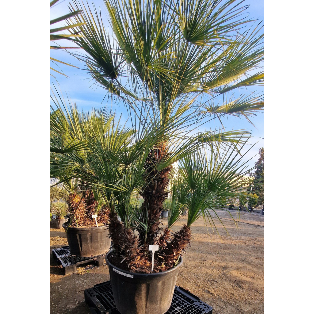 TÖRPE LÓSZŐRPÁLMA- CHAMAEROPS HUMILIS GRUPO