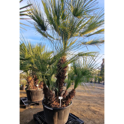 TÖRPE LÓSZŐRPÁLMA- CHAMAEROPS HUMILIS GRUPO