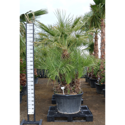 TÖRPE LÓSZŐRPÁLMA- CHAMAEROPS HUMILIS GRUPO