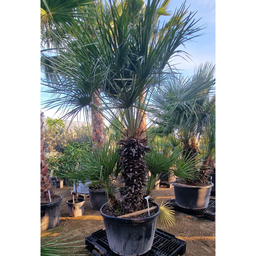 TÖRPE LÓSZŐRPÁLMA- CHAMAEROPS HUMILIS GRUPO