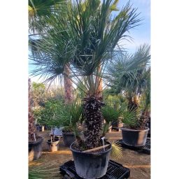 TÖRPE LÓSZŐRPÁLMA- CHAMAEROPS HUMILIS GRUPO