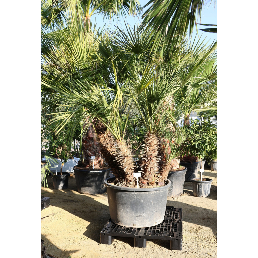 TÖRPE LÓSZŐRPÁLMA- CHAMAEROPS HUMILIS GRUPO