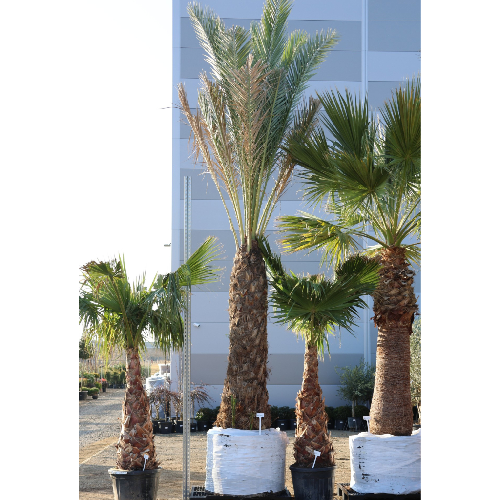 DATOLYAPÁLMA 2 M-ES TÖRZS- PHOENIX DACTYLIFERA