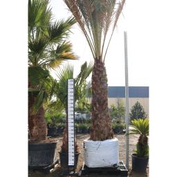 DATOLYAPÁLMA 2 M-ES TÖRZS- PHOENIX DACTYLIFERA