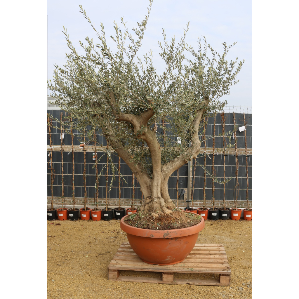 OLAJFA MANZANILLO TORTUGA- OLEA EUROPAEA MANZANILLO TORTUGA