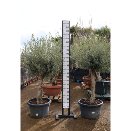 OLAJFA ARBEQUINA 100L- OLEA EUROPAEA ARBEQUINA SEMI RAMIFICADO