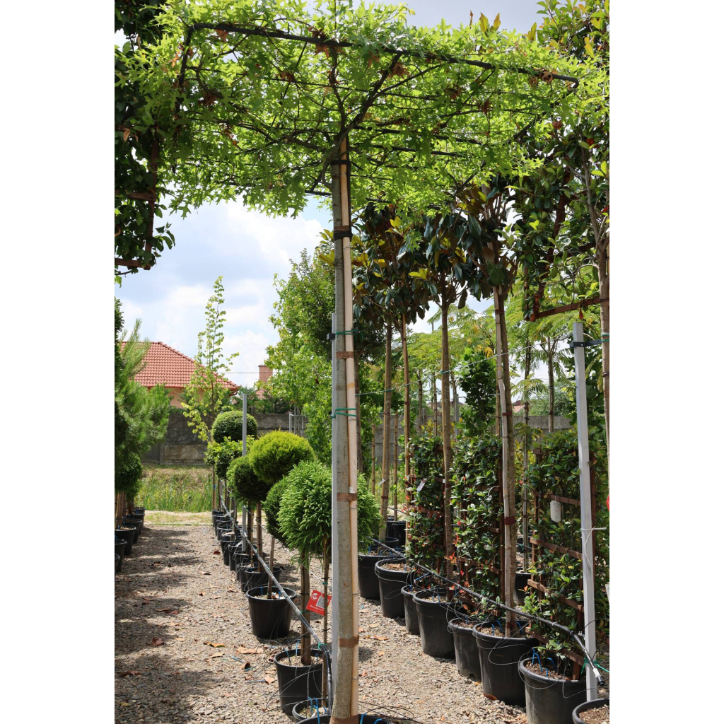 MOCSÁRI TÖLGY ESERNYŐFA 150*150 250-QUERCUS PALUSTRIS