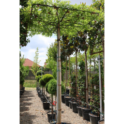 MOCSÁRI TÖLGY ESERNYŐFA 150*150 250-QUERCUS PALUSTRIS