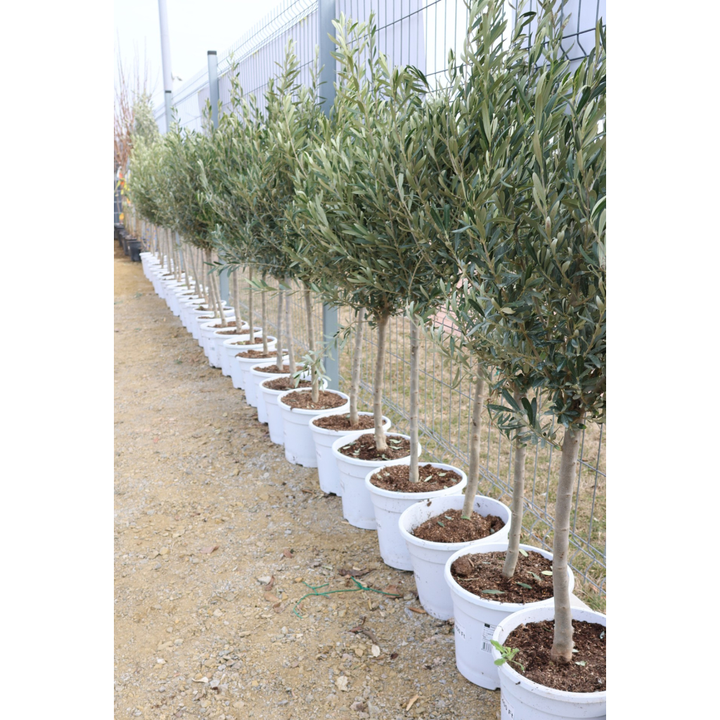 OLAJFA CIPRESSINO TÖRZSES 1/4- OLEA EUROPAEA CIPRESSINO