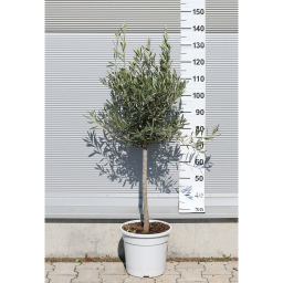 OLAJFA CIPRESSINO TÖRZSES 1/4- OLEA EUROPAEA CIPRESSINO