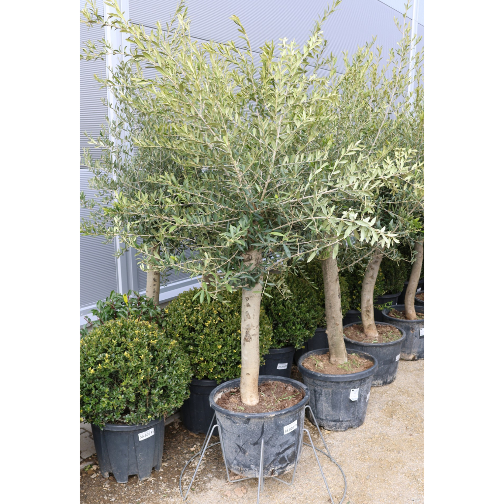 OLAJFA ARBEQUINA 35L- OLEA EUROPAEA ARBEQUINA SUPER INTENSIVE