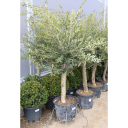 OLAJFA ARBEQUINA 35L- OLEA EUROPAEA ARBEQUINA SUPER INTENSIVE