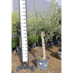 OLAJFA ARBEQUINA 35L- OLEA EUROPAEA ARBEQUINA SUPER INTENSIVE