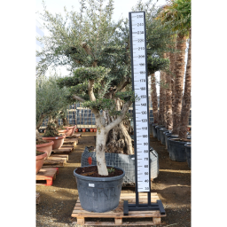 OLAJFA PONPON TÁNYÉR 130L- OLEA EUROPAEA