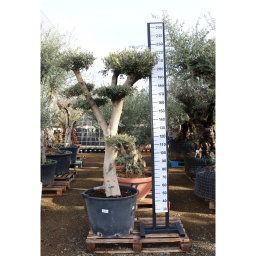 OLAJFA PONPON TÁNYÉR 130L- OLEA EUROPAEA