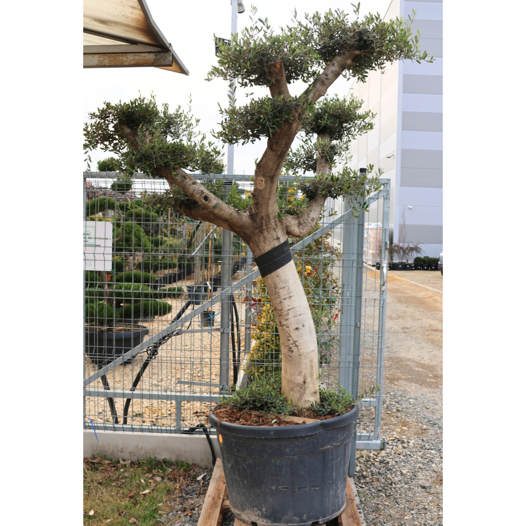 OLAJFA PONPON TÁNYÉR 150L- OLEA EUROPAEA