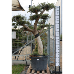 OLAJFA PONPON TÁNYÉR 150L- OLEA EUROPAEA