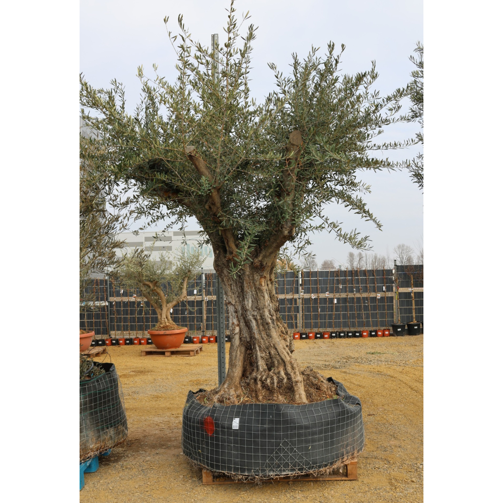 OLAJFA ŐSTÖRZSES HÁLÓBAN- OLEA EUROPAEA GORDO RAMIFICADO