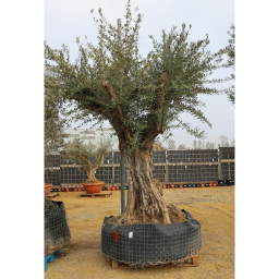 OLAJFA ŐSTÖRZSES HÁLÓBAN- OLEA EUROPAEA GORDO RAMIFICADO