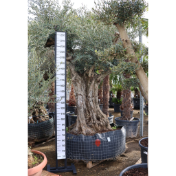 OLAJFA ŐSTÖRZSES HÁLÓBAN- OLEA EUROPAEA GORDO RAMIFICADO