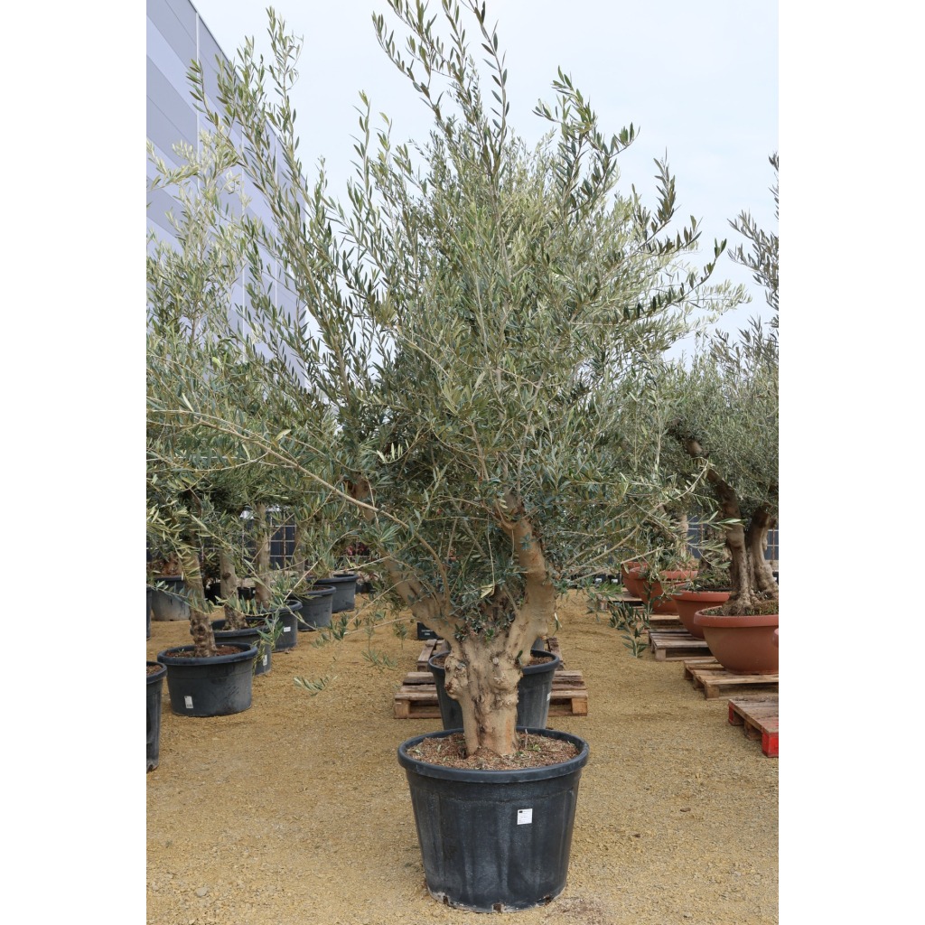 OLAJFA MANZANILLO 130 L- OLEA EUROPAEA MANZANILLO