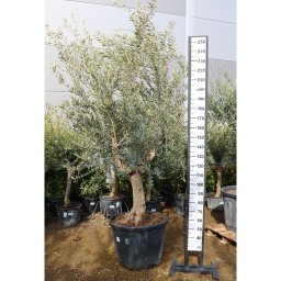 OLAJFA MANZANILLO 130 L- OLEA EUROPAEA MANZANILLO