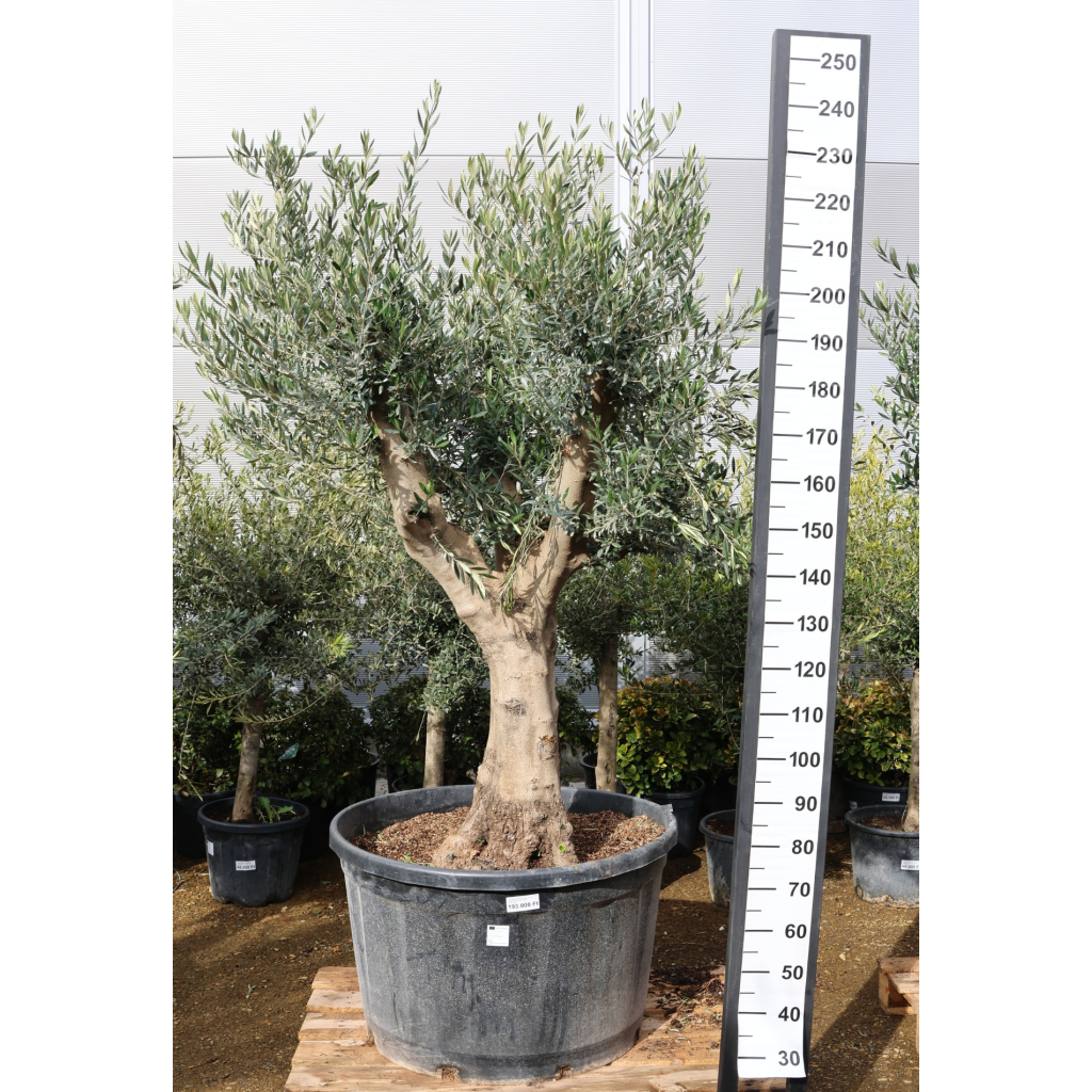 OLAJFA KORONEIKI 240L- OLEA EUROPAEA RAMIFICADO KORONEIKI