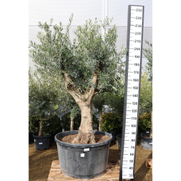 OLAJFA KORONEIKI 240L- OLEA EUROPAEA RAMIFICADO KORONEIKI