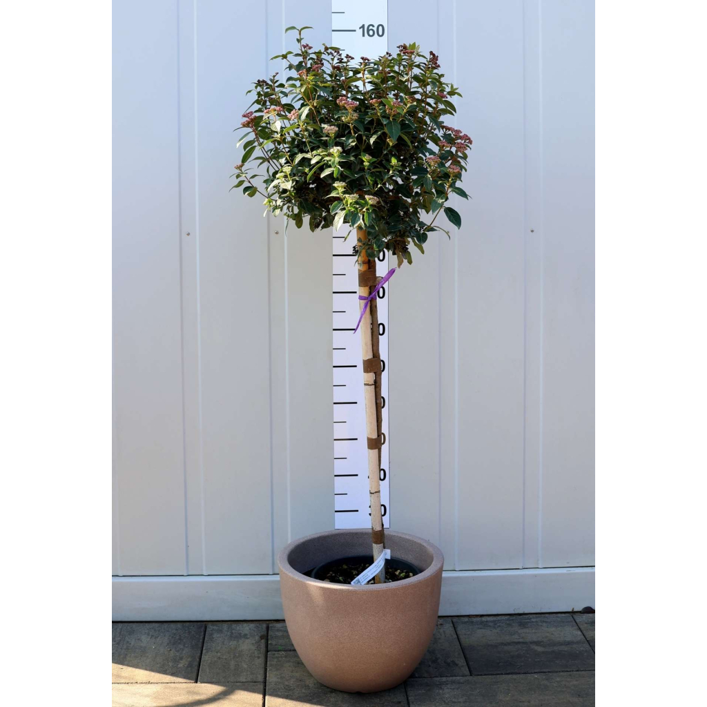 TÉLI BANGITA TÖRZSES 1/2-VIBURNUM TINUS EVE PRICE 1/2 STANDARD