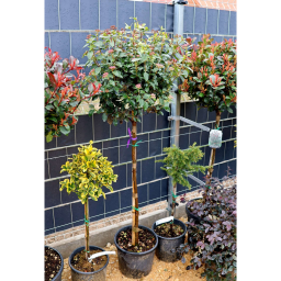 TÉLI BANGITA TÖRZSES 1/2-VIBURNUM TINUS EVE PRICE 1/2 STANDARD
