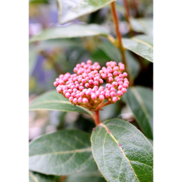 TÉLI BANGITA TÖRZSES 1/2-VIBURNUM TINUS EVE PRICE 1/2 STANDARD