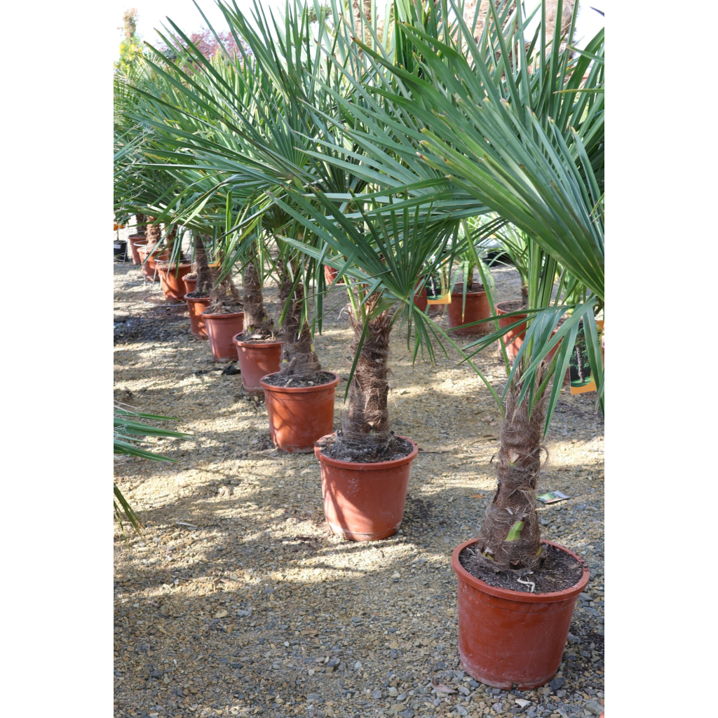 KÍNAI KENDERPÁLMA 160-170 CM- TRACHYCARPUS FORTUNEI