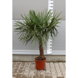 KÍNAI KENDERPÁLMA 160-170 CM- TRACHYCARPUS FORTUNEI