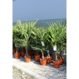 KÍNAI KENDERPÁLMA 70-80 CM- TRACHYCARPUS FORTUNEI