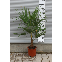 KÍNAI KENDERPÁLMA 70-80 CM- TRACHYCARPUS FORTUNEI