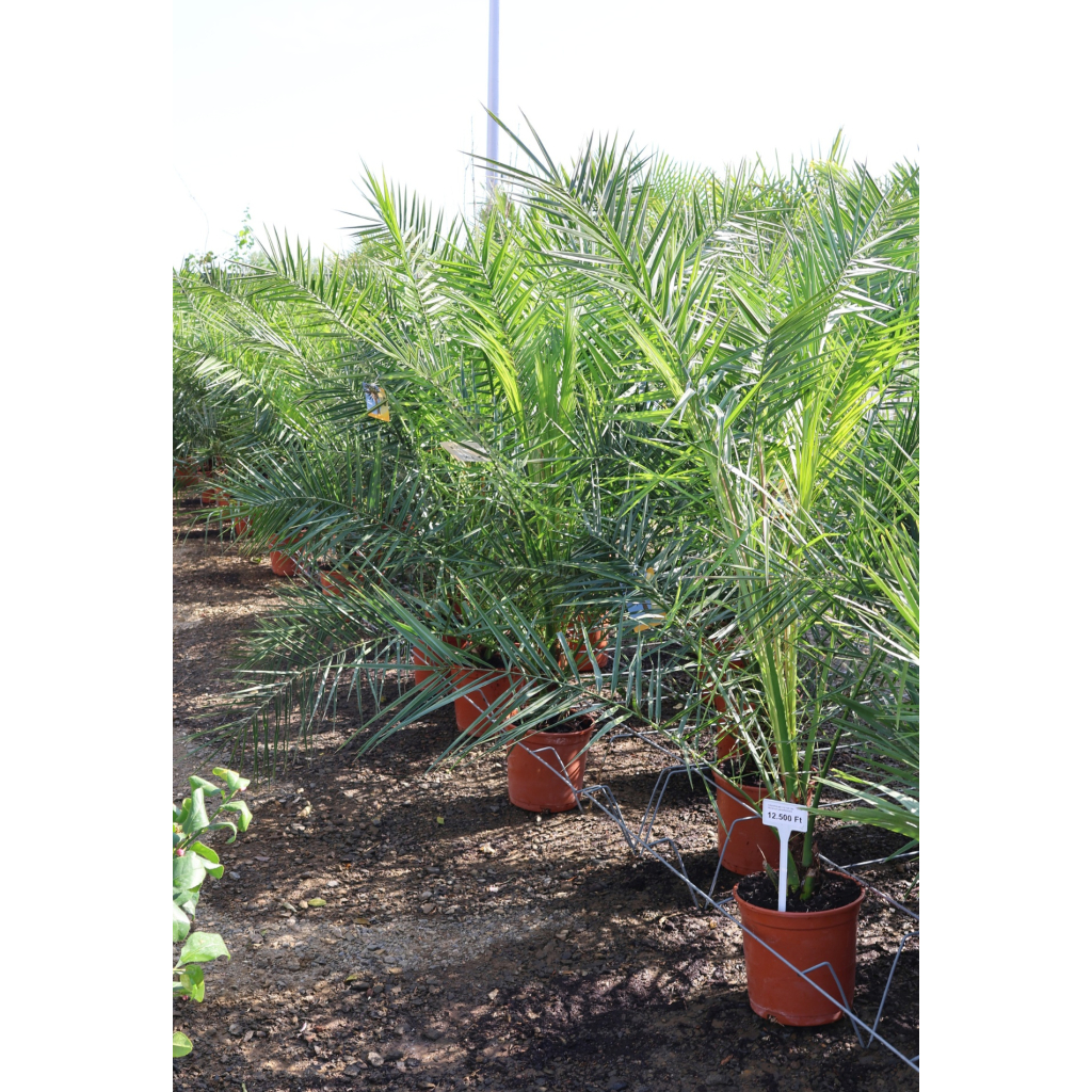 FŐNIXPÁLMA 110-130 CM- PHOENIX CANARIENSIS