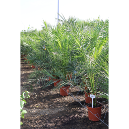 FŐNIXPÁLMA 110-130 CM- PHOENIX CANARIENSIS