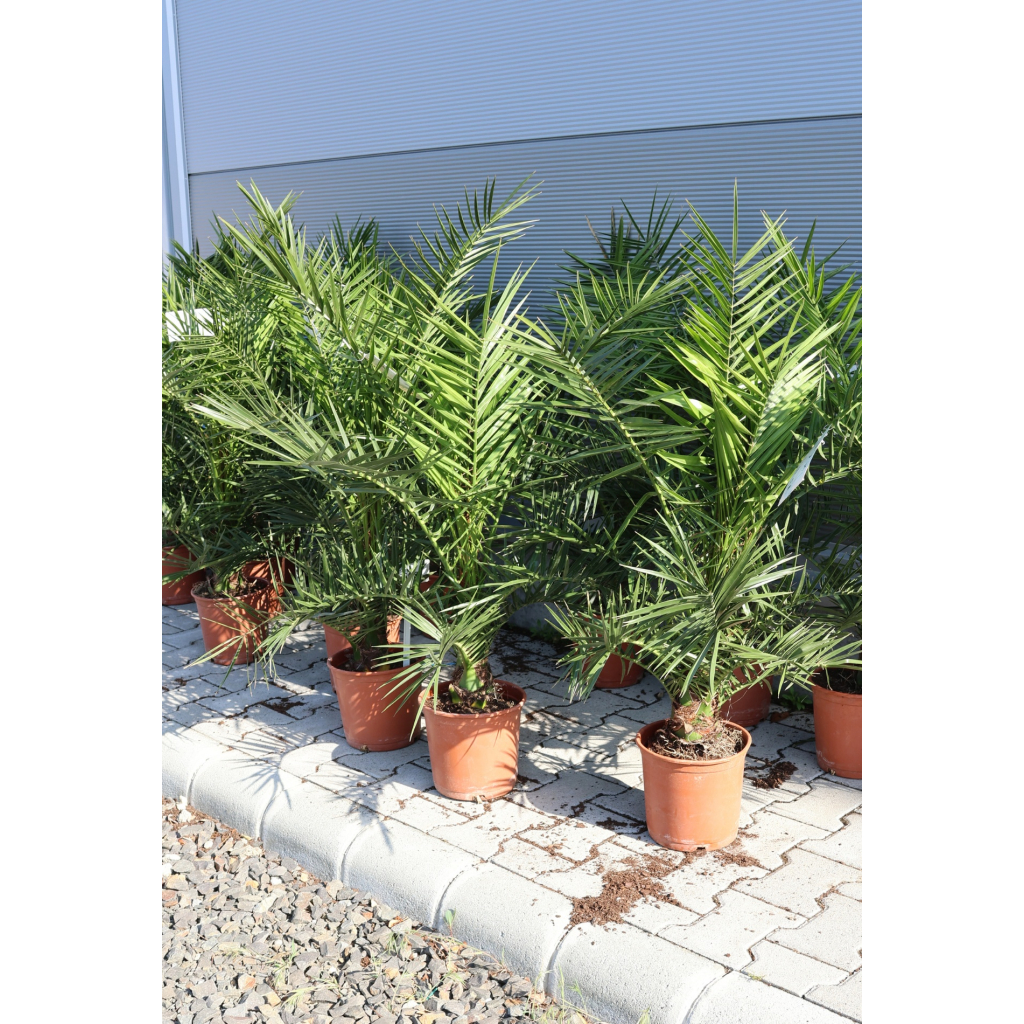 FŐNIXPÁLMA 90-110 CM- PHOENIX CANARIENSIS