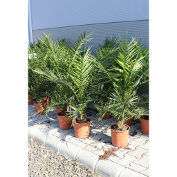 FŐNIXPÁLMA 90-110 CM- PHOENIX CANARIENSIS