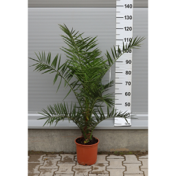 FŐNIXPÁLMA 90-110 CM- PHOENIX CANARIENSIS