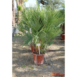TÖRPE LÓSZŐRPÁLMA 120-140 CM- CHAMAEROPS HUMILIS