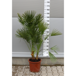 TÖRPE LÓSZŐRPÁLMA 120-140 CM- CHAMAEROPS HUMILIS